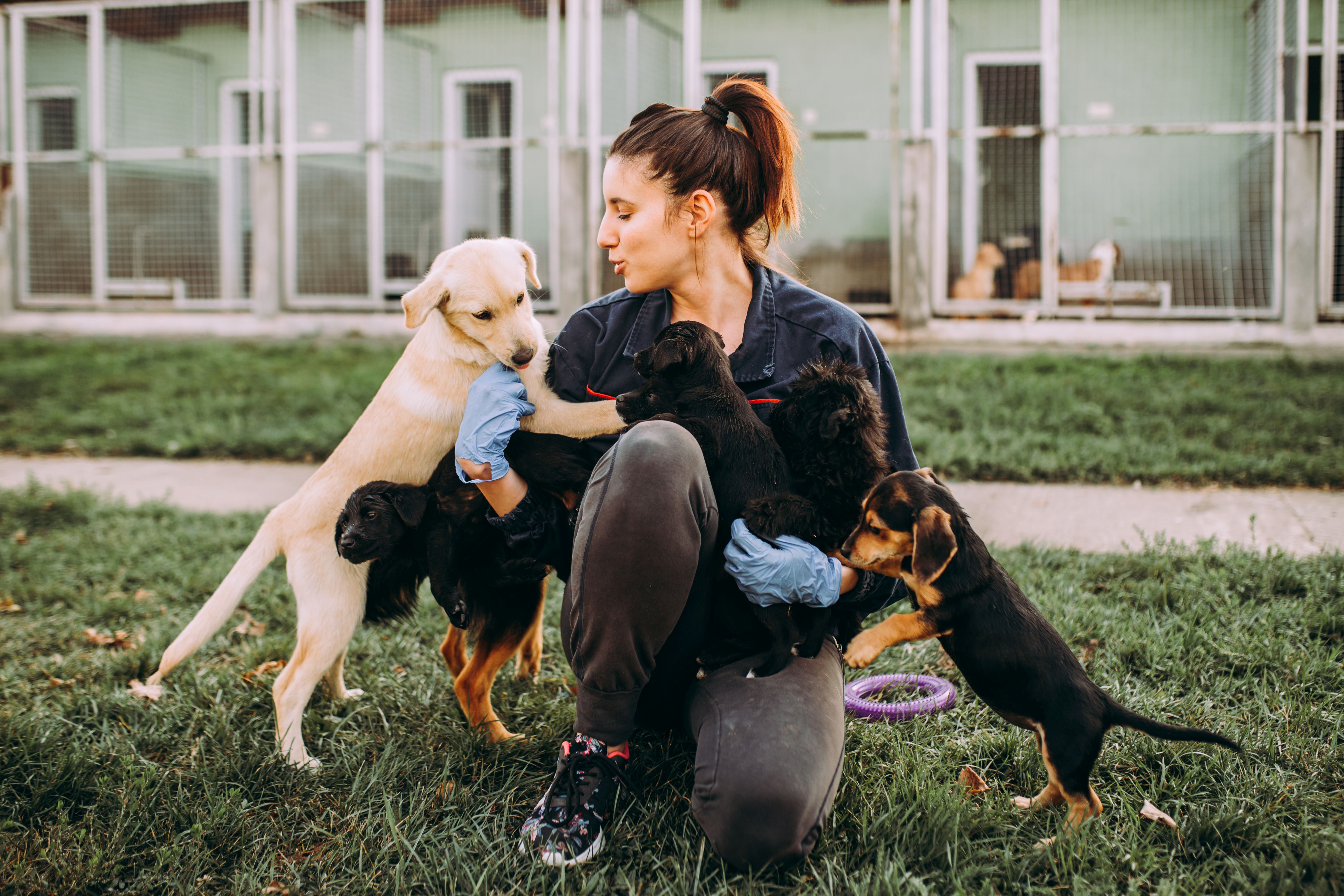  Frau mit Hunden aus dem Tierheim 