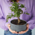 https://meinkoelnbonn.de/app/uploads/2021/09/bonsai-baum.jpg