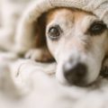 https://meinkoelnbonn.de/app/uploads/2021/09/hund-aus-dem-tierheim.jpg
