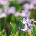 https://meinkoelnbonn.de/app/uploads/2021/09/kaleidoskop-bienen-retten-header.jpg