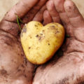 https://meinkoelnbonn.de/app/uploads/2021/09/lebensmittel-retten-kartoffel-herz.jpg