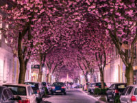 Kirschblütenallee in Bonn