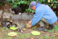 Mann füttert Katzen