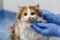 Katze wird vom Tierarzt untersucht