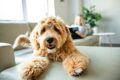 Golden Labradoodle auf der Couch