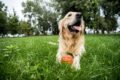  Ein Hund mit Ball auf einer Wiese 