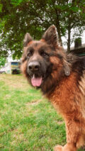 Hund aus dem Tierheim Zollstock